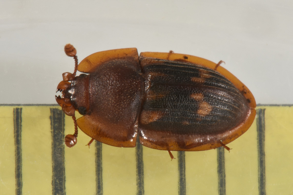 Nitidulidae: Amphotis marginata? S.